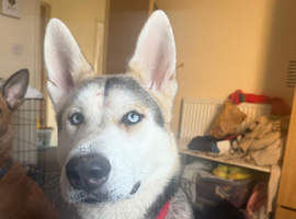 Husky - Rehome