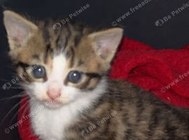 Female kitten