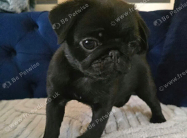 Beautiful and healthy KC registered pug puppies