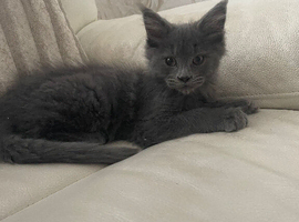 Maine Coon x Ragdoll Solid Grey Kitten