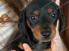 Beautiful Black and Tan puppy