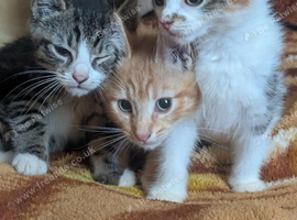 Three beautiful kittens for sale.