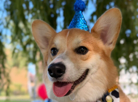 KC Registered Pembroke Welsh Corgi Stud Available