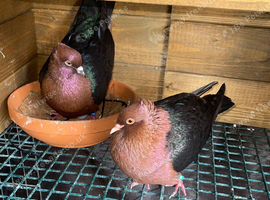 8 fancy pigeons