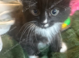 1 gorgeous black and white boy for sale