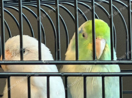 2 Parrotlets Male and Female