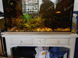 Large tank inc fish