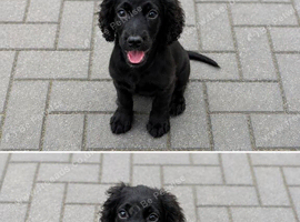 working cocker spaniel puppies