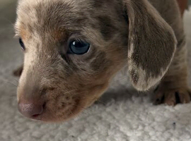 Mini  Dacshound LAST GIRL