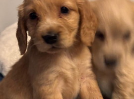 Golden Retreiver X Show cocker spaniel  puppies