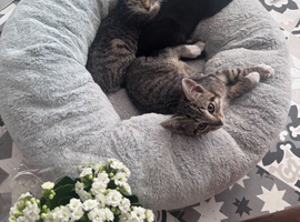 Cats