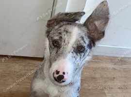 Rehome Bambi