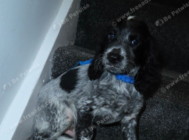 KC Registered Cocker Spaniels
