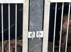 Patterdale terriers