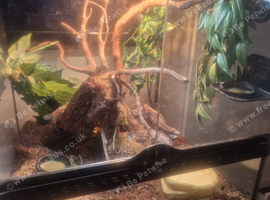 Crested gecko