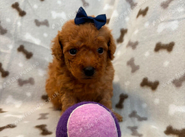 Maltipoo puppies small toy Maltese x toy poodle red apricot dog puppy
