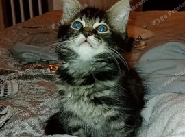 Longhair tabby kitten ready for her new home