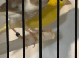 Spanish Raza canary breeding pair