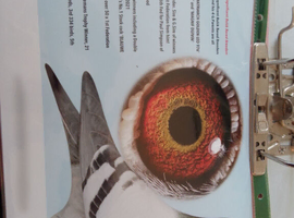 Dirk van den Bulck young birds