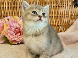 BEAUTIFUL BLUE GOLDEN BSH TEDDY BEAR (READY NOW)