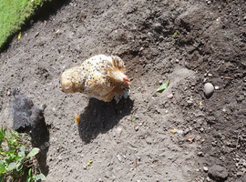 Millefleur Pekin chicken