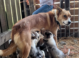 Merle collies for sale