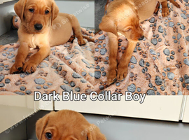 Gorgeous Kc Reg Fox Red Labs From Health Tested Parents