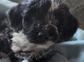 Merle Male Cockapoo | 11 Weeks | Reduced