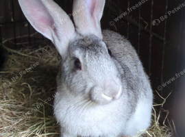 Gorgeous chinchilla hares