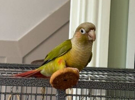 Conure parrot