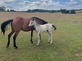 New forest ( p/ b )
