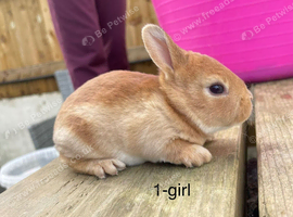 ️ Gorgeous mini Rex ️