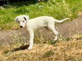 Top bred beddy whip grey dog pup travelled 10 hours for him