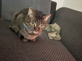 Two tabby cats for rehome both six years old