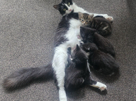 4 kittens for rehoming after being dumped with mum