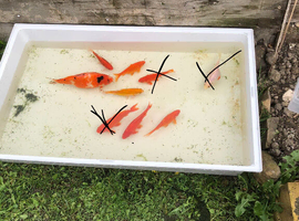 Selling my six goldfish