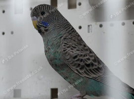 Black faced budgies