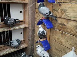 Racing pigeons