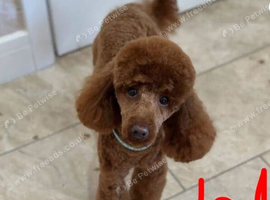 Cockapoo