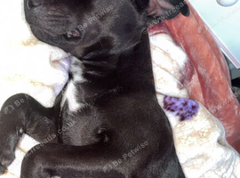 Patterdale crossed with jack russel