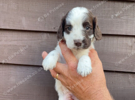 Working cocker spaniel puppies