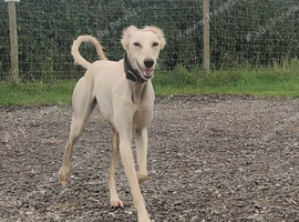 Beautiful cream 3 year old bitch (intact)