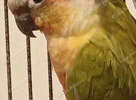 Conures for sale