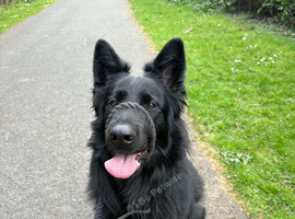 German shepherd
