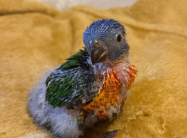Hand-Reared Rainbow Lorikeets