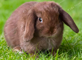 stunning baby mini lops