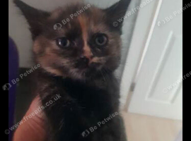 Female kitten