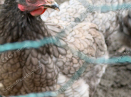 3 olive Egger hens