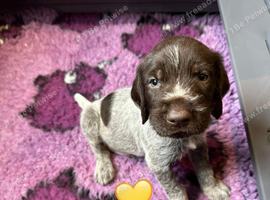 Kc reg german wirehaired pointer puppies for sale