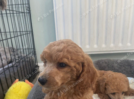 Red toy poodle puppies
